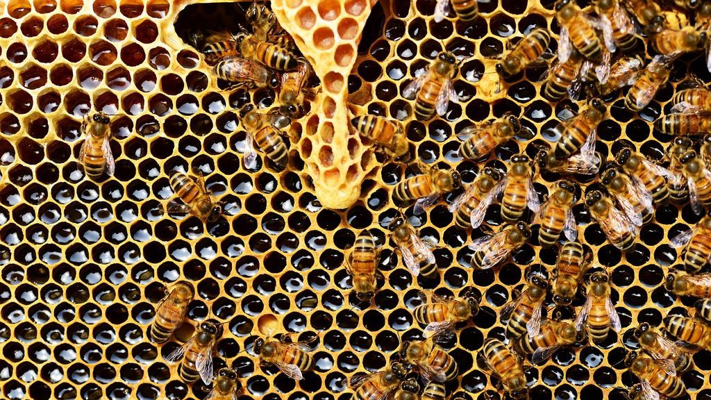 abejas1