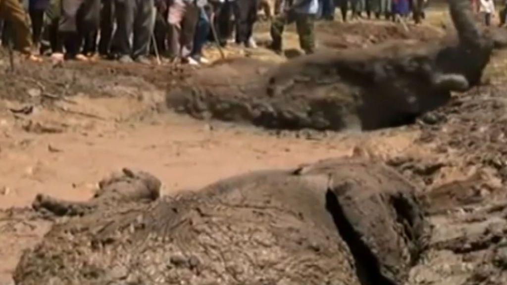 Agónico rescate de tres crías de elefante en Kenia