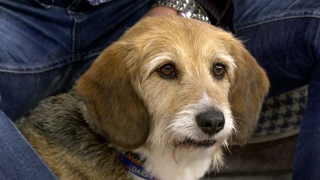 Rufo, un perrito mestizo de 8 años, busca una nueva familia que le cuide