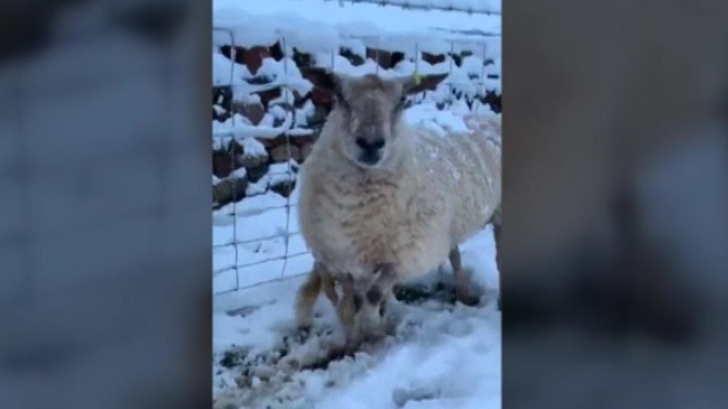 La nieve deja atrapadas a unas ovejas en Inglaterra