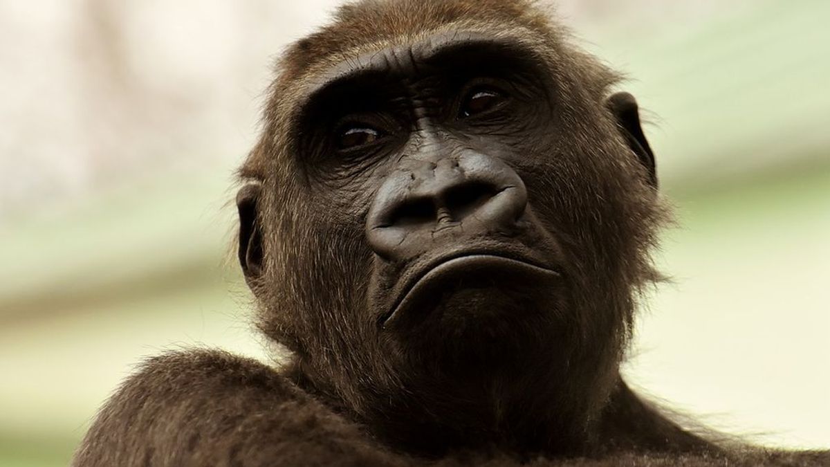 Los gorilas velas por sus seres queridos y por los desconocidos