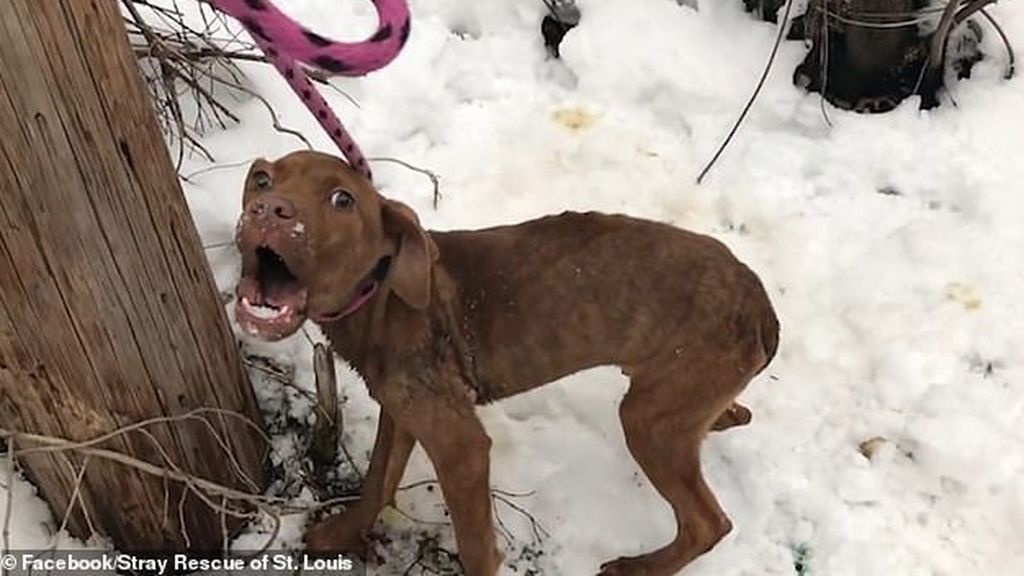 "Tú eres feliz ahora" : la frase que tranquiliza a un perro abandonado tras ser rescatado