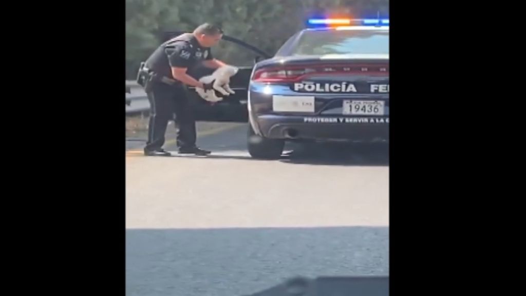 Un vídeo recoge el bonito gesto de un policía con un perro en México