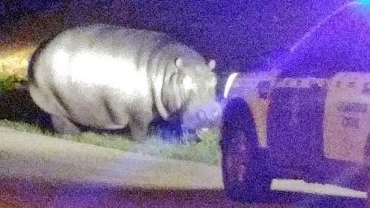 Un hipopótamo se escapa de un circo instalado en Roquetas de Mar