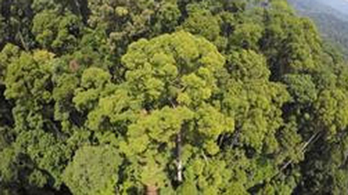 El nuevo árbol tropical más alto del mundo supera los 100 metros