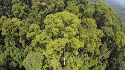 Los Arboles Mas Alto Del Mundo Fotografia De Arboles Natural Y Hojas De Arbol