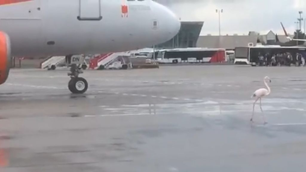 Un flamenco invade la pista del aeropuerto de Mallorca ante la atónita mirada de sus trabajadores