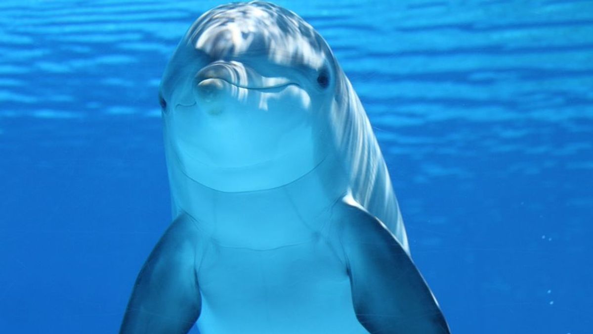 Los delfines disponen de un clítoris y pueden tener orgasmos similares a los de las mujeres