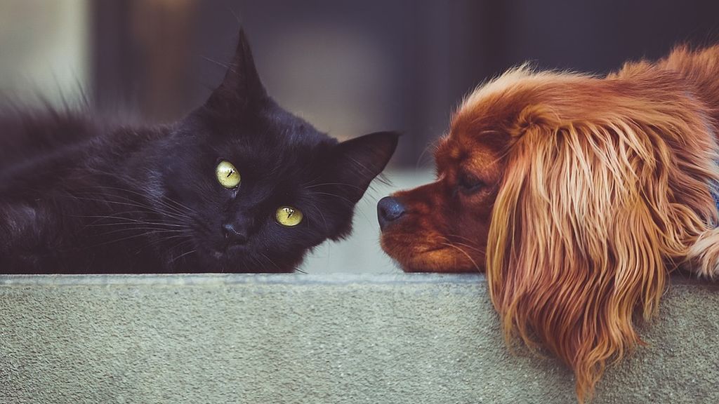 Conoce los beneficios que aportan las mascotas a las personas mayores