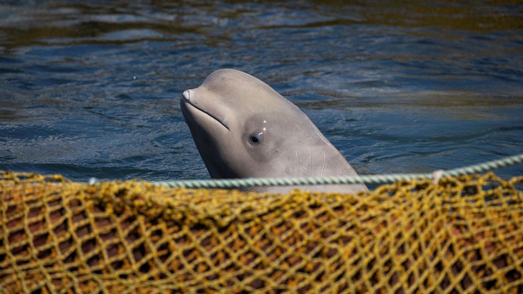 La ‘cárcel de ballenas’ de Rusia tiene los días contados: los cetáceos volverán a su habitat