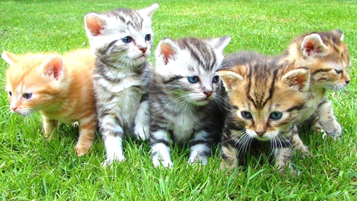 Cómo hacerte voluntario de una colonia de gatitos: así sobreviven en la calle