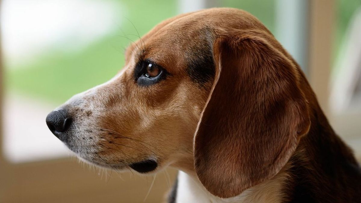 El olfato de los perros, clave para detectar el cáncer en la sangre humana