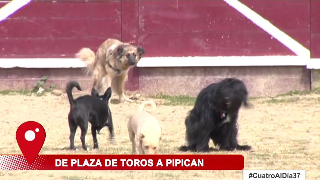 Una plaza de toros de Navarra se convierte un pipican gigante