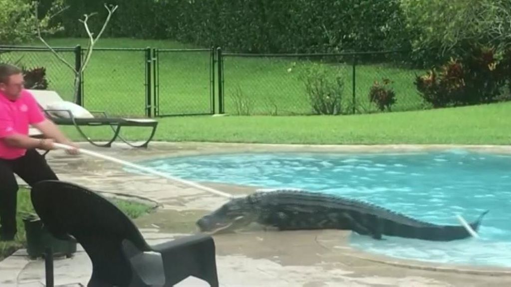 Encuentran un cocodrilo de más de 135 kilos dentro de su piscina