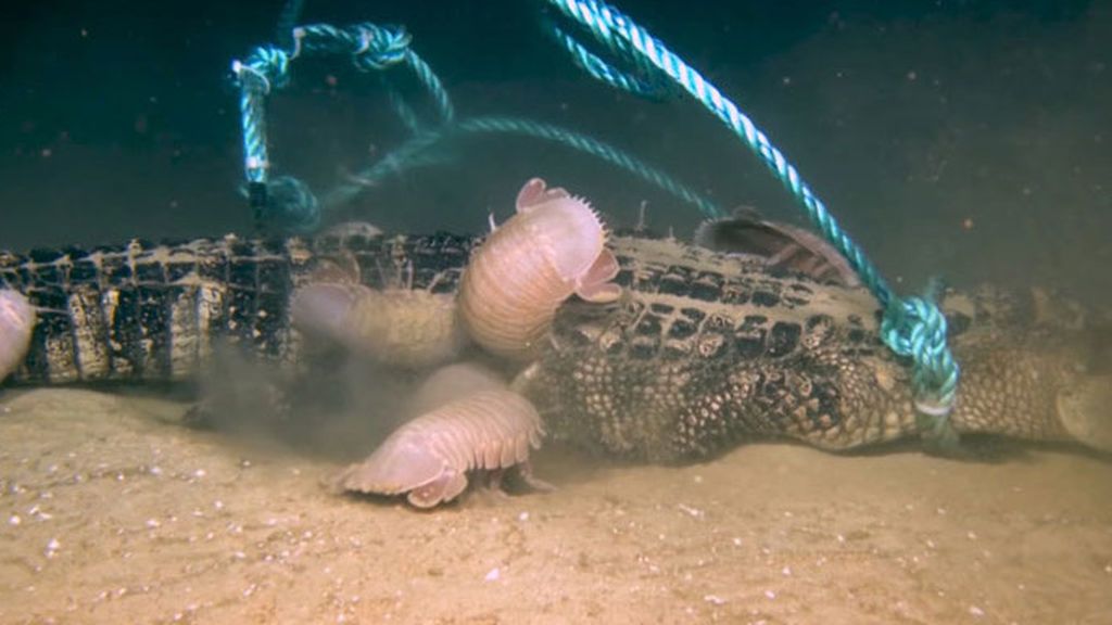 Graban a un caimán devorado por isópodos gigantes a 2.000 metros de profundidad