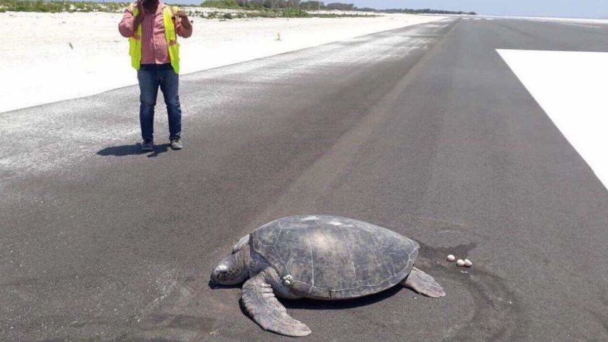 Tortugas en peligro de extinción regresan a la playa para poner sus huevos y encuentran una pista de aterrizaje