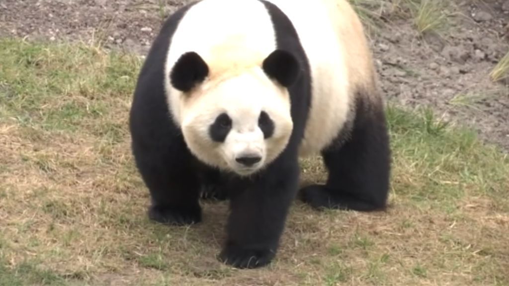 El zoo de Copenhague da la bienvenida a dos osos pandas