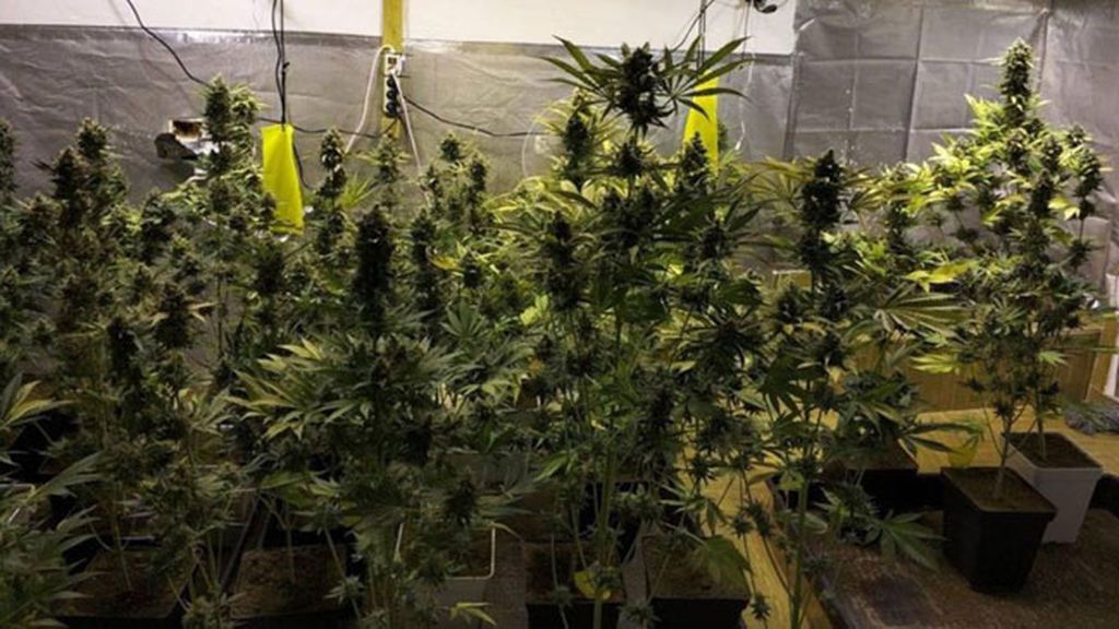 Roban la luz de 50 viviendas para alimentar 1.200 plantas de marihuana