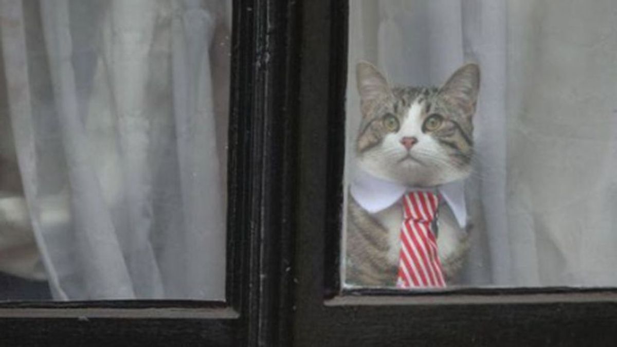 Assange detenido y criticado, pero ¿qué pasó con su gato?