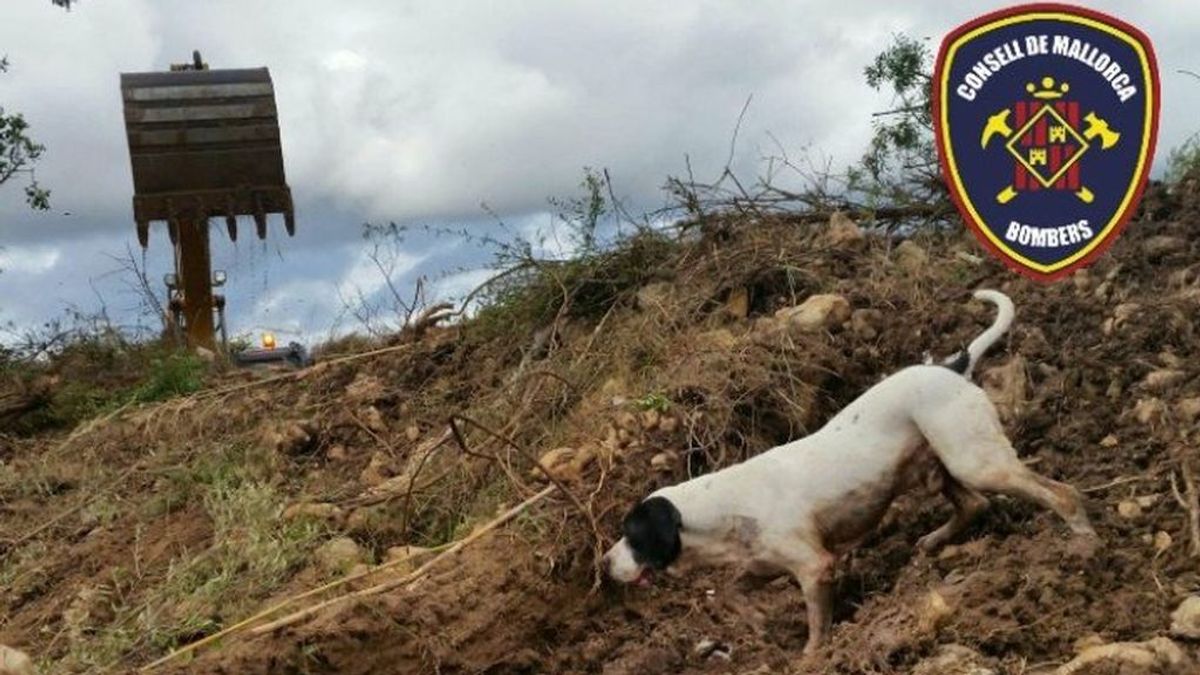 Muere Perry, el perro que participó en la búsqueda de víctimas tras las inundaciones de Sant Llorenç