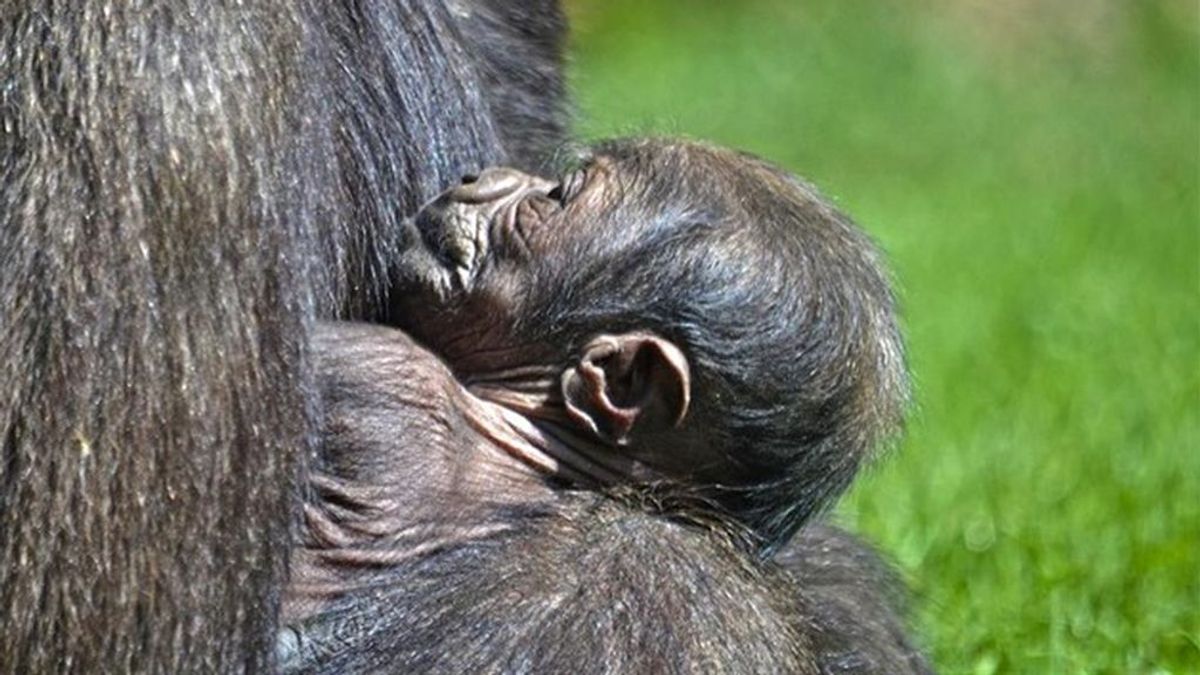 Nace una cría de gorila occidental de costa, en peligro crítico de extinción, en el Bioparc de Valencia