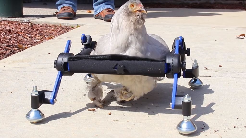gallina gallina