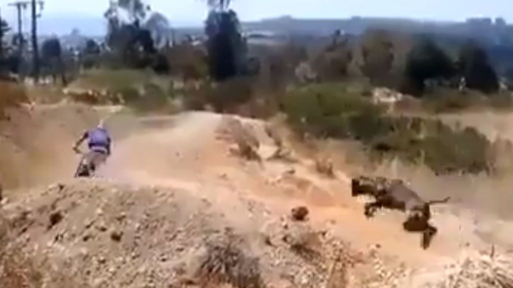 El vídeo viral de un perro acompañando a su dueño mientras practica BMX El vídeo viral de un perro acompañando a su dueño mientras practica BMX