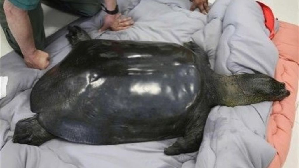 Muere la última hembra de tortuga de caparazón blando del Yangtsé