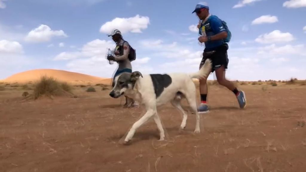 Cactus, el perro que pasa siete días de maratón por el Sáhara
