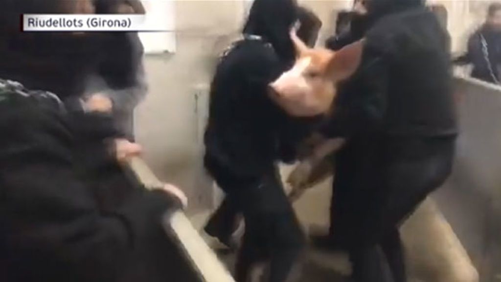 Varios activistas liberan a siete cerdos de un matadero