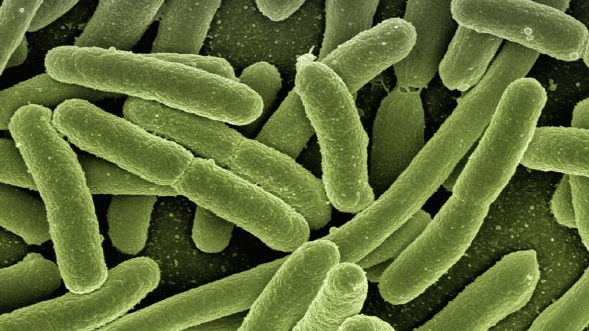Desarrollan una estructura genética contra las bacterias resistentes