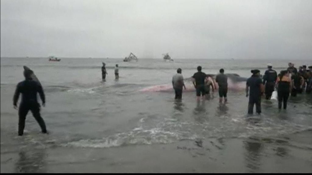 Triste final en el rescate de una ballena en la orilla de la playa en Chile