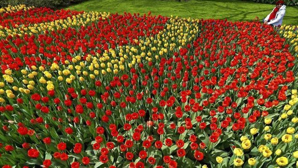 Los tulipanes, en peligro de extinción por la ‘plaga’ de los turistas