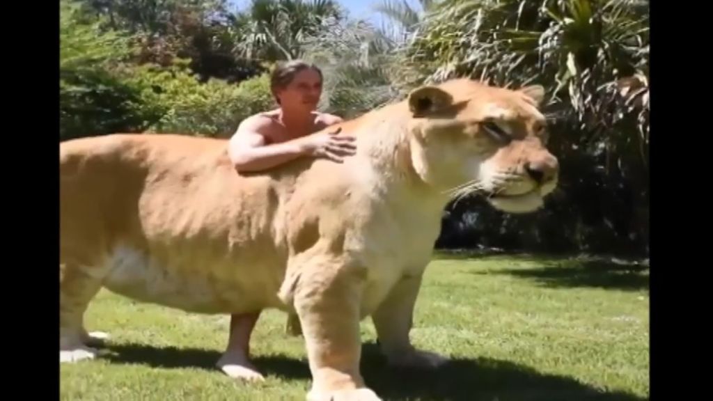 El ligre, el felino gigante que ha sorprendido a las redes