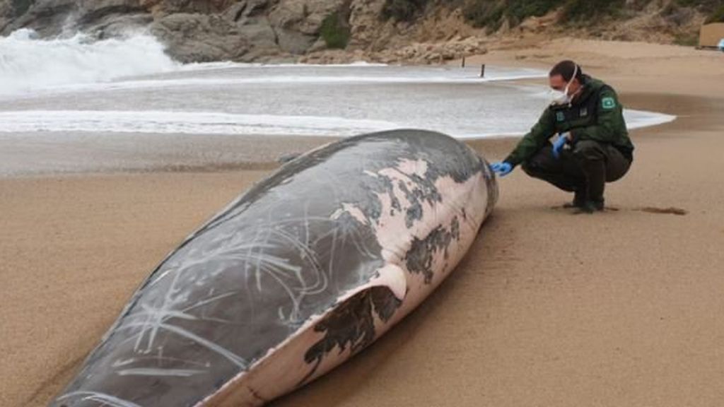 Aparece una ballena muerta en la playa de Tossa del Mar, Girona