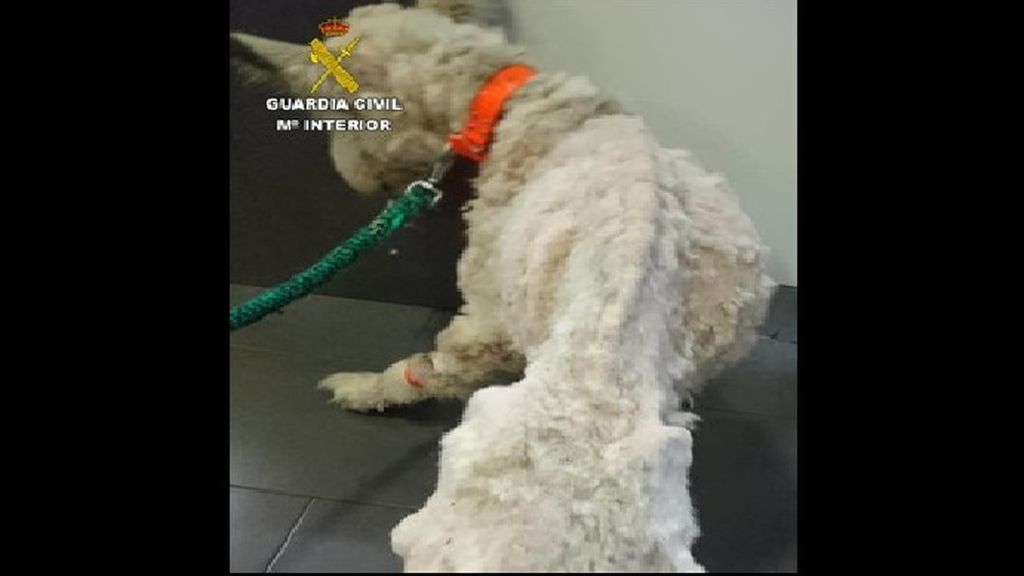 Tenía a un perro en tal estado de desnutrición que casi no podía mantenerse en pie Tenía a un perro en tal estado de desnutrición que casi no podía mantenerse en pie