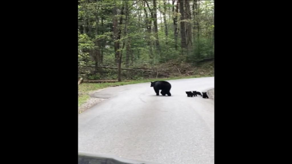 Graban a una osa ayudando a cruzar una carretera a sus cuatro pequeños oseznos