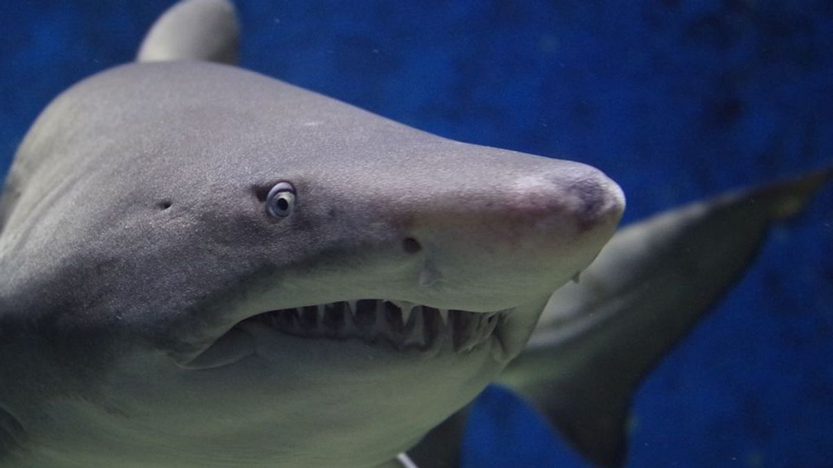Una niña localiza una pieza dental de un tiburón prehistórico en una playa de EE.UU