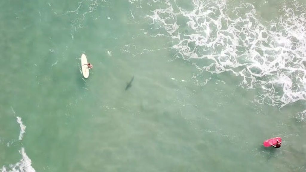 Surfeando entre tiburones en Florida