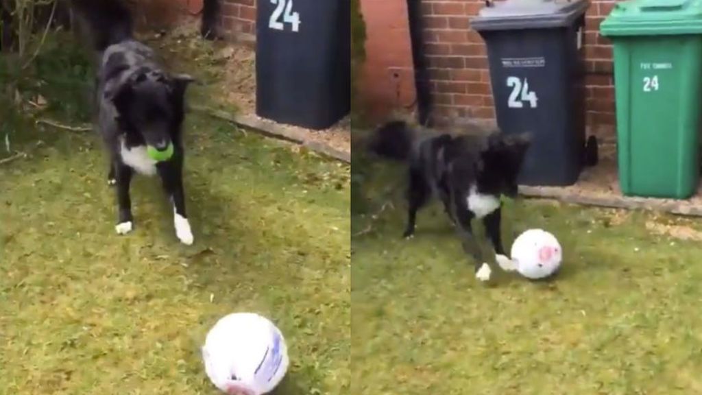 Un perro sorprende al cartero con sus increíbles habilidades con la pelota y le obliga a jugar con él para dejar el correo Un perro sorprende al cartero con sus increíbles habilidades con la pelota y le obliga a jugar con él para dejar el correo