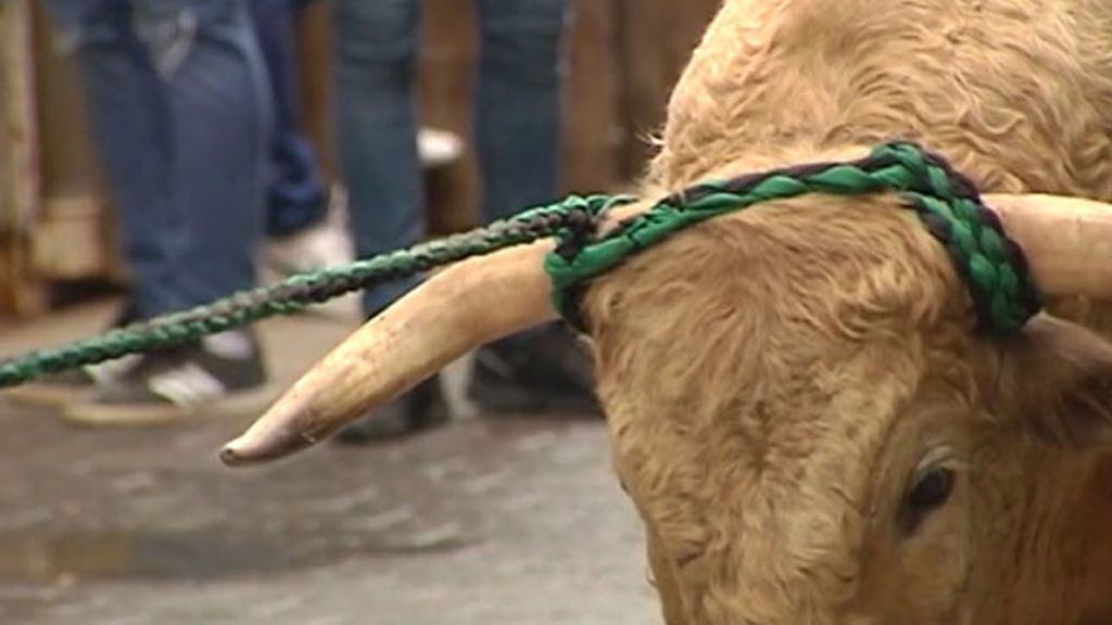 Año tras año los ‘toros ensogados’ de Beas del Segura desatan la polémica