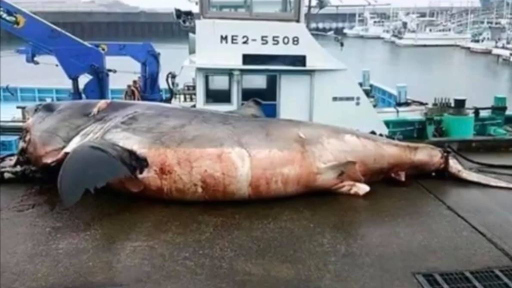 Tiburón blanco muere con una tortuga marina