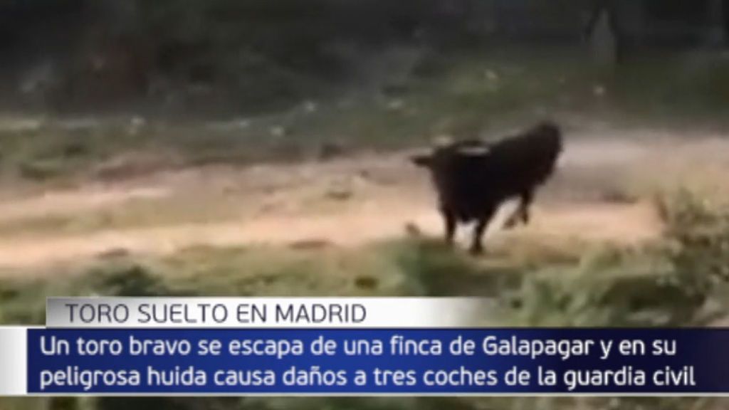 Susto en Galapalgar: un toro bravo suelto por la localidad