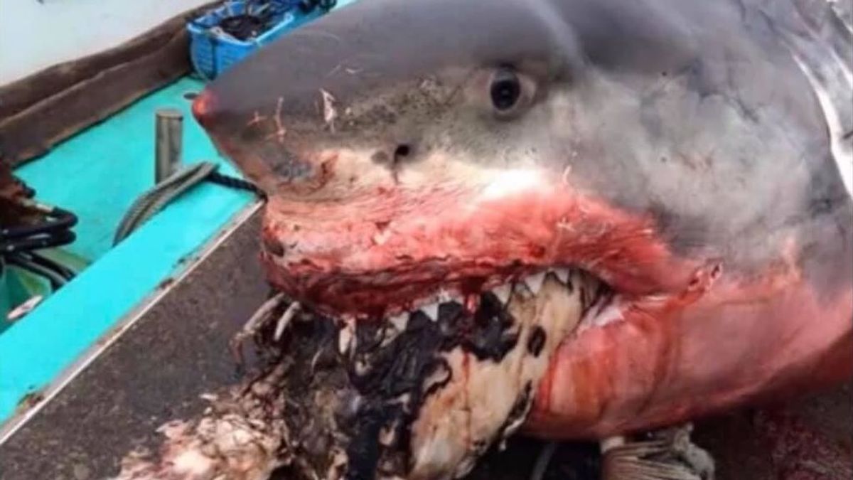 Un enorme tiburón blanco muere atragantado con una tortuga marina