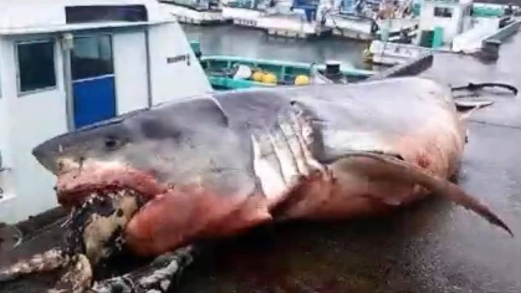 Tiburón blanco muere atragantado con una tortuga marina