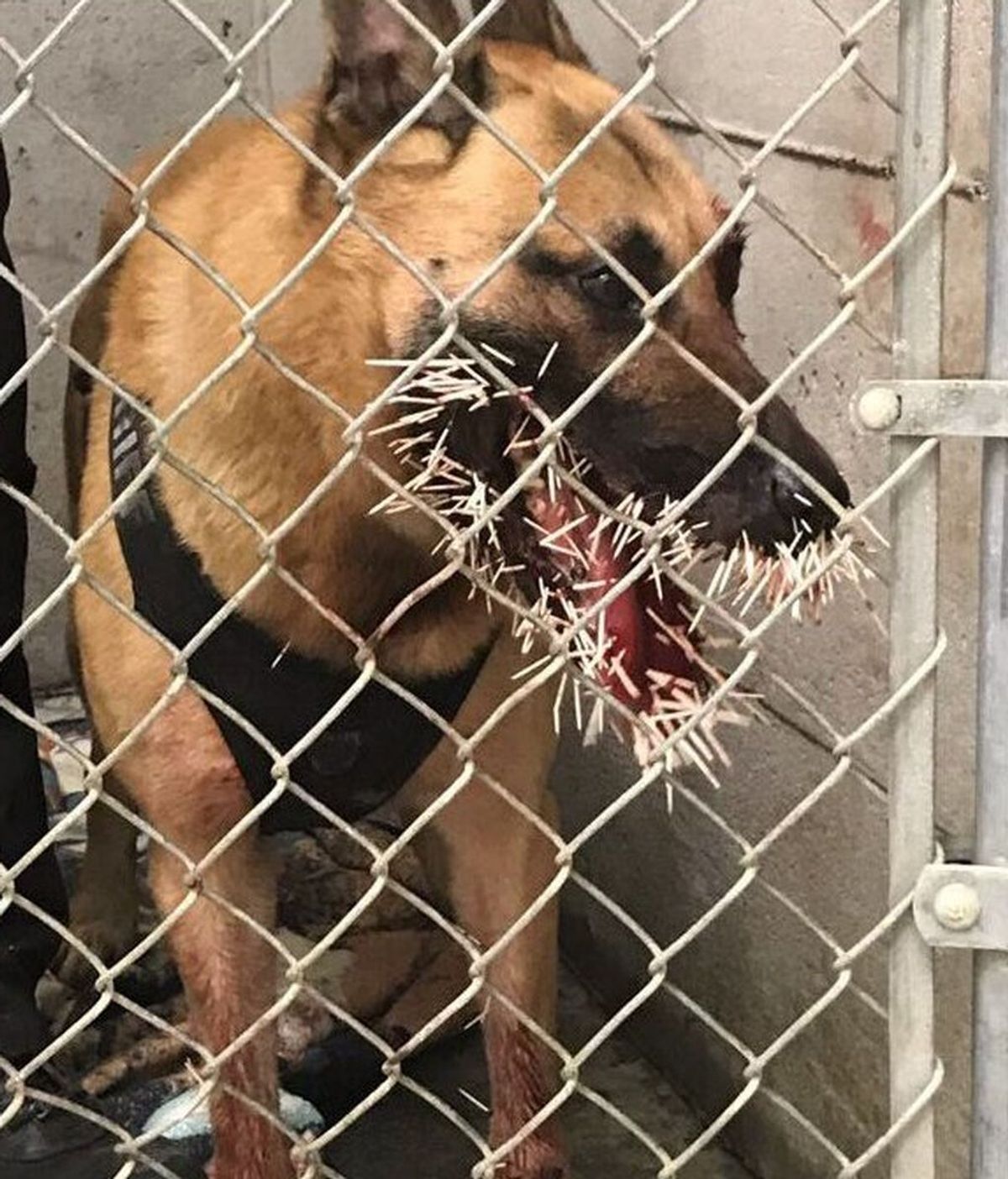 Un perro policía es atacado con 200 púas de puercoespín cuando rastreaba a un delicuente