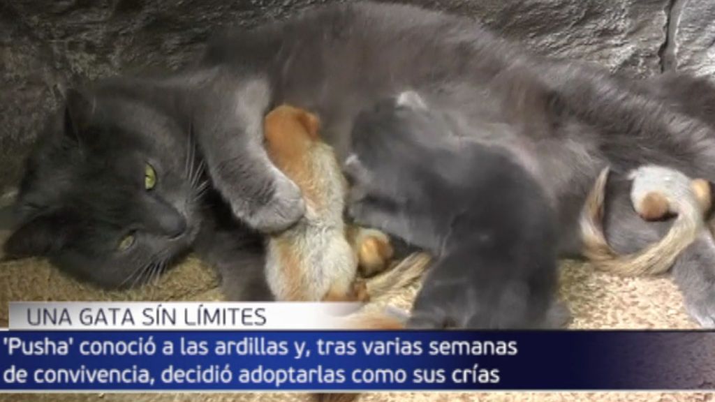 Maternidad sin límites: una gata se convierte en la madre adoptiva de varias ardillas