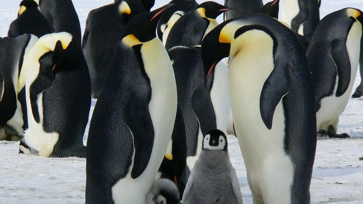 Los pingüinos emperador dejan de reproducirse en la  Antártida por el cambio climático