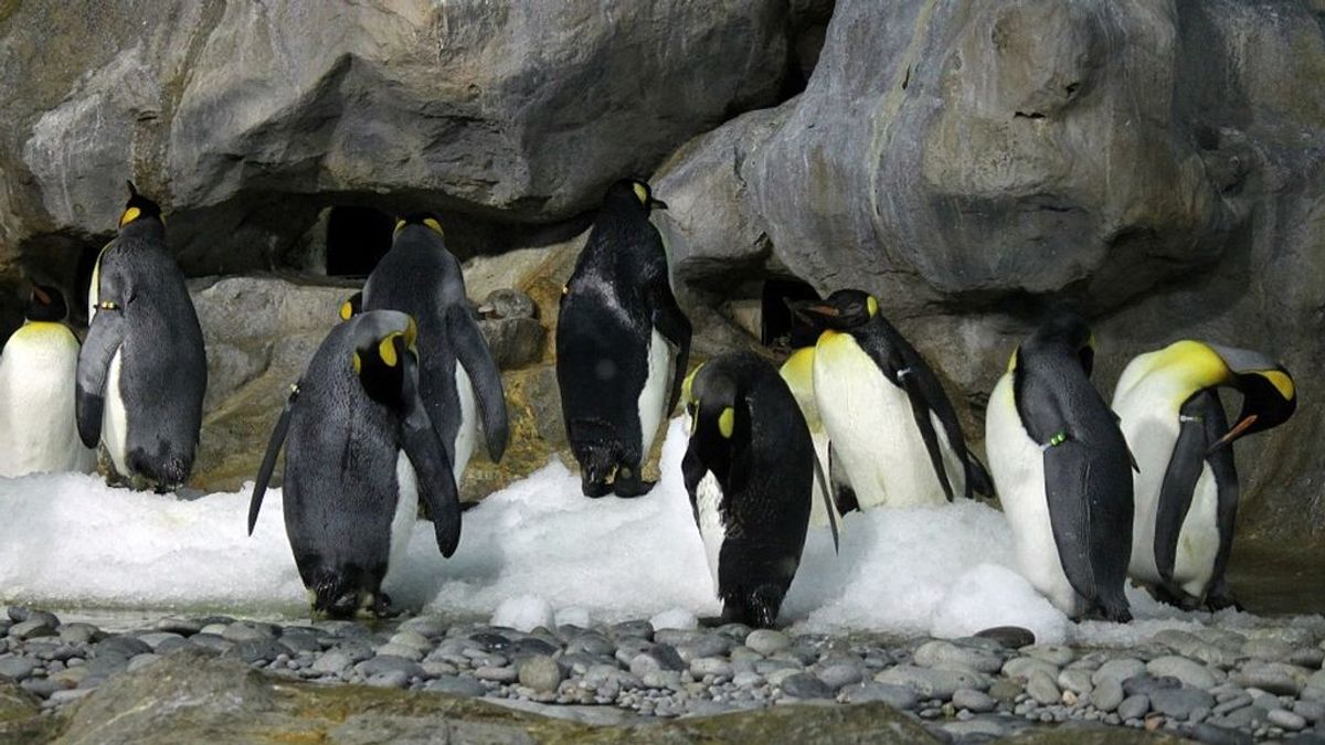 El pingüino emperador, en jaque: el mal estado del hielo marino imposibilita su reproducción
