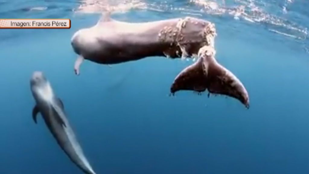 La desoladora imagen de una ballena con la cola seccionada frente a las costas de Tenerife
